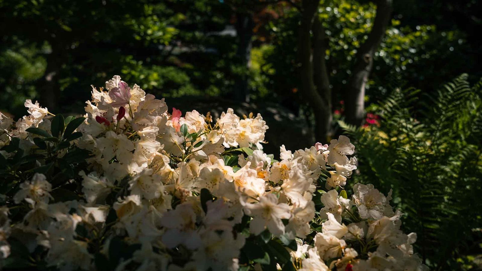 Albert-Kahn Garden, Boulogne
