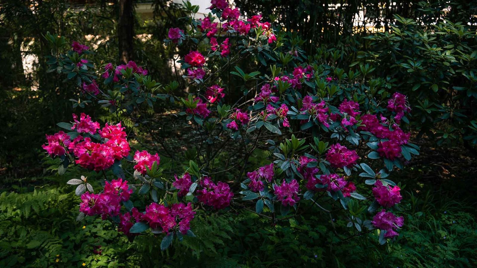 Albert-Kahn Garden, Boulogne