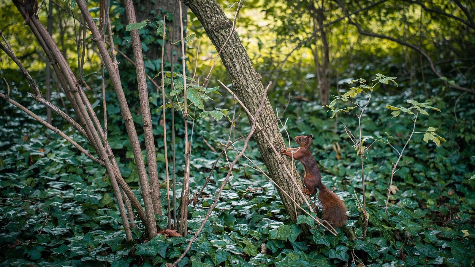 Parc de la Légion d'Honneur, Paris