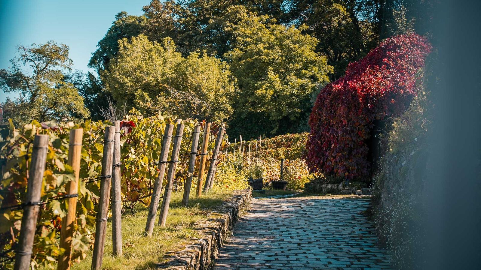 Vigne du Clos Montmartre, Paris Vigne du Clos Montmartre, Paris