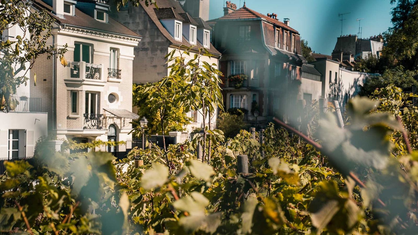 Vigne du Clos Montmartre, Paris Vigne du Clos Montmartre, Paris