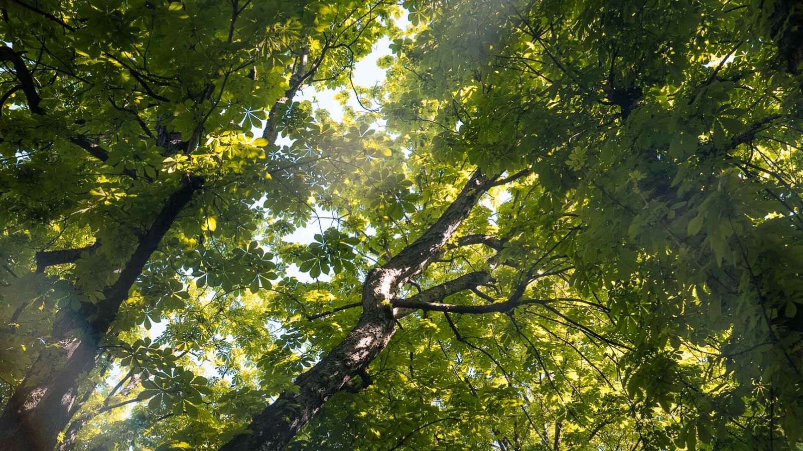 Medieval Garden Cluny Museum, Paris